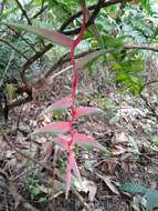 Image of Heliconia chartacea Lane ex Barreiros