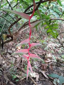 Image of Heliconia chartacea Lane ex Barreiros