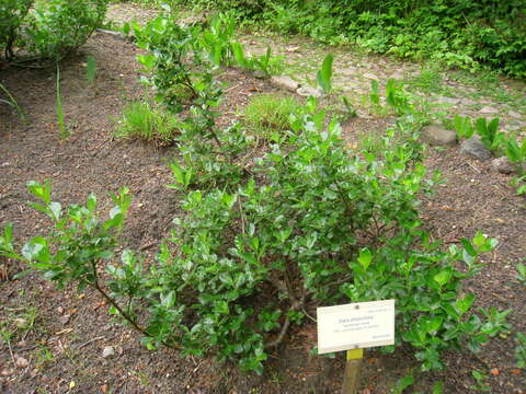 Image of tea-leaved willow