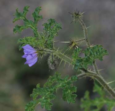 Image of melonleaf nightshade