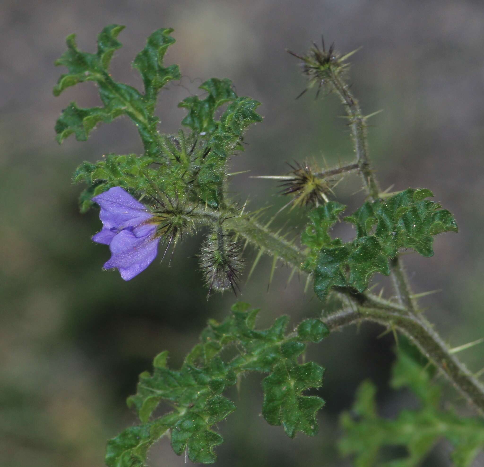 Image de Solanum heterodoxum Dun.