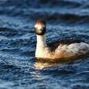 Image of Hooded Grebe