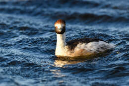 Image of Hooded Grebe