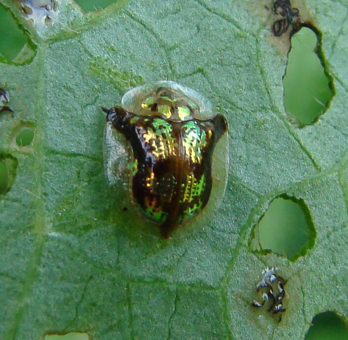 Image of Mottled Tortoise Beetle