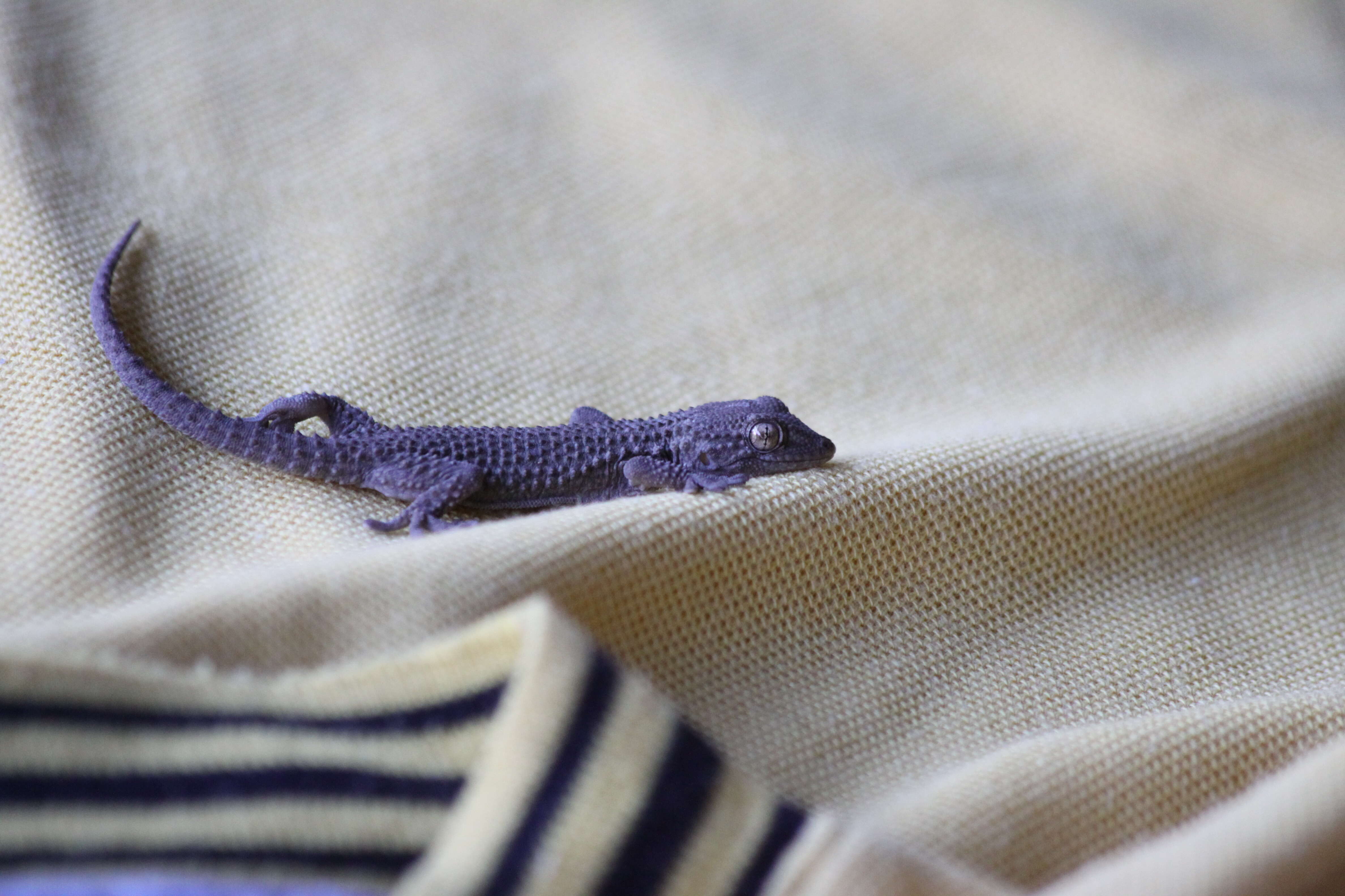 Image of Common Wall Gecko