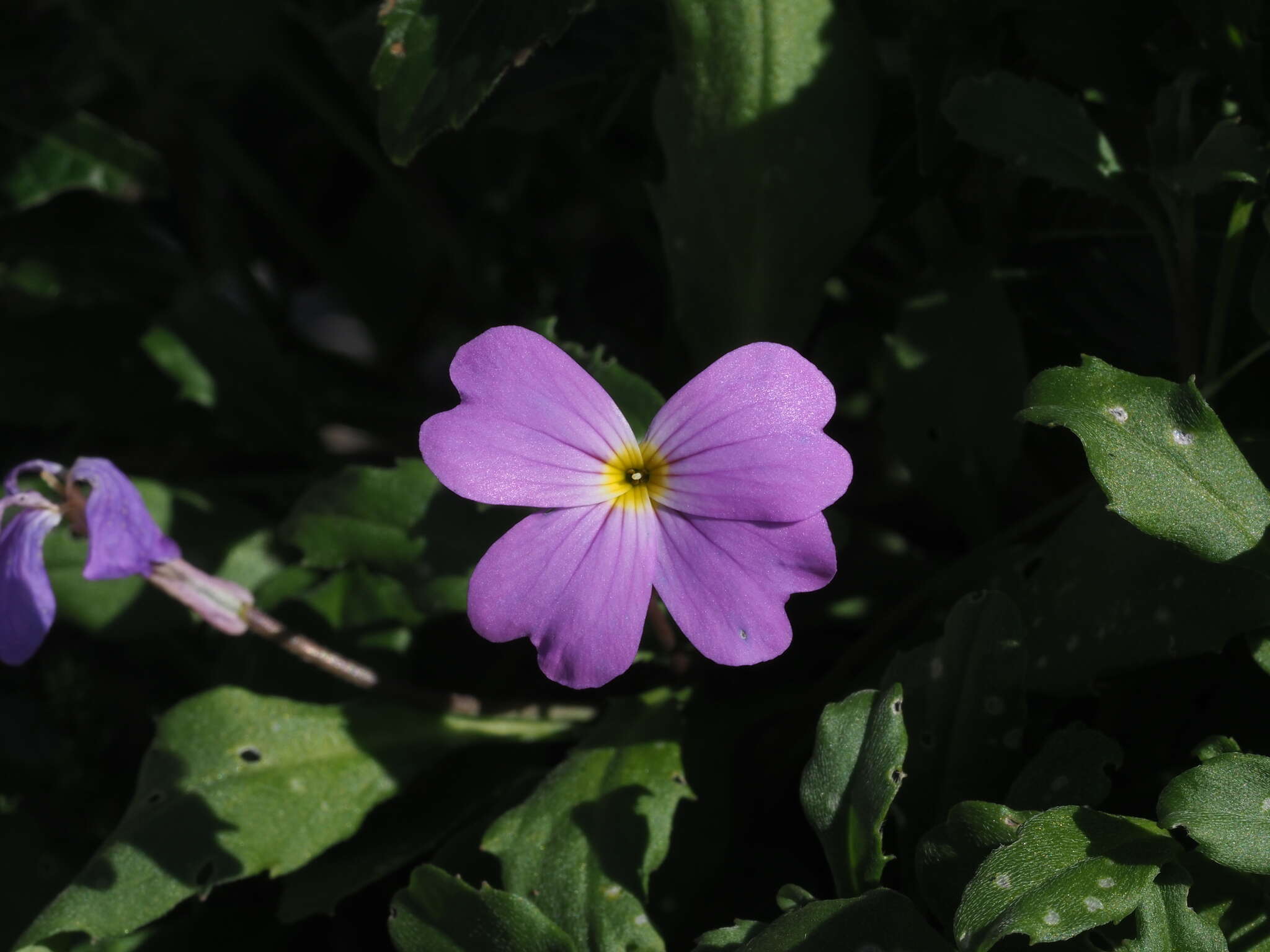 Слика од Malcolmia macrocalyx (Halácsy) Rech. fil.