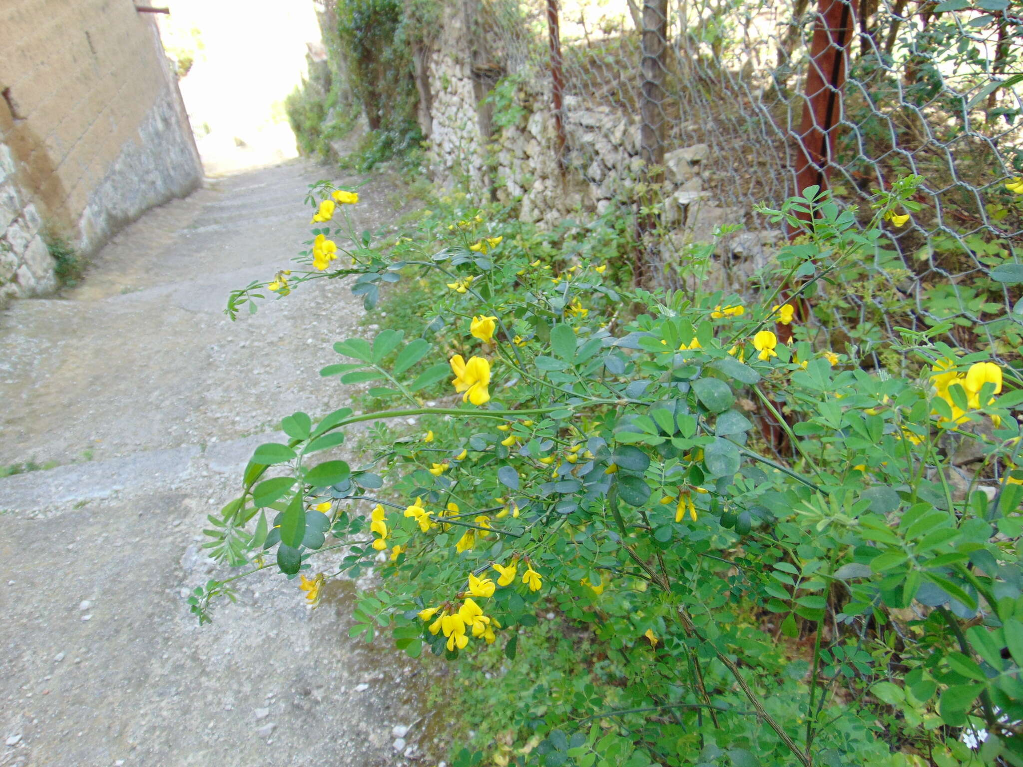 Image of Scorpion Senna