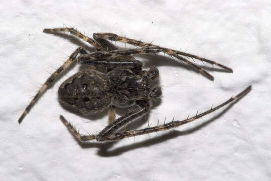 Image of Walnut Orb-Weaver Spider