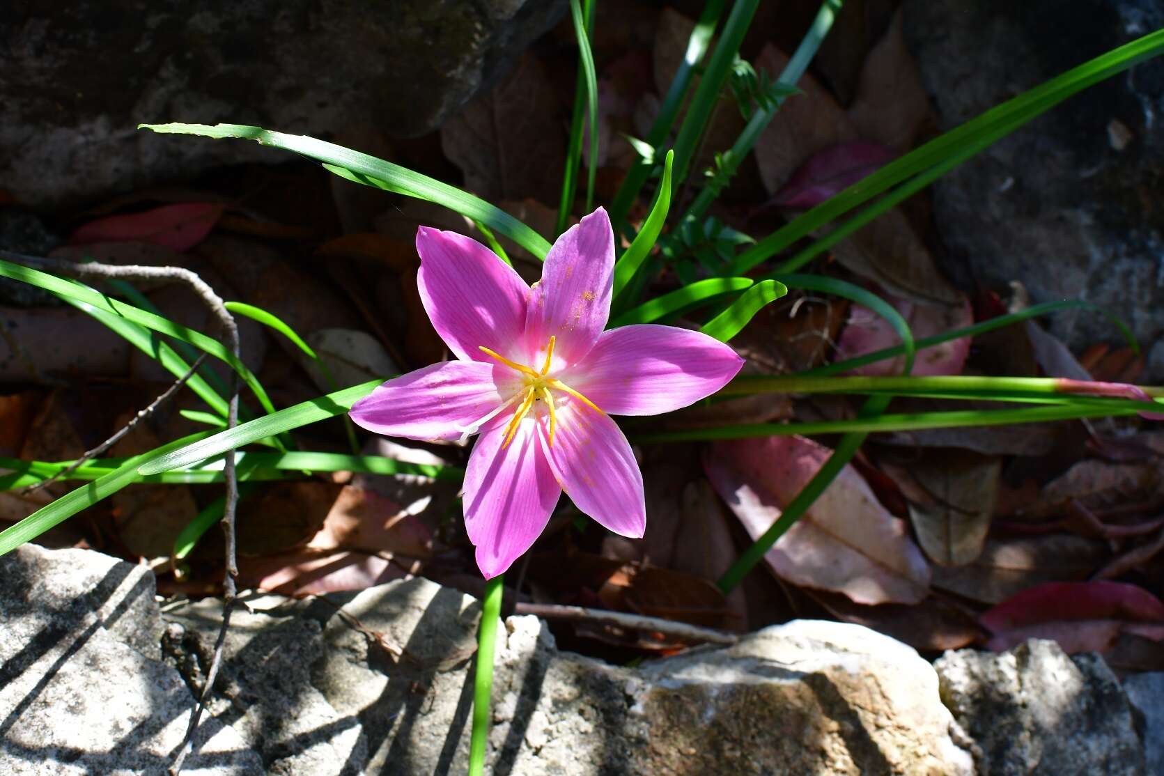 Image of Zephyranthes carinata Herb.