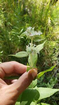 Image of Sierra mint