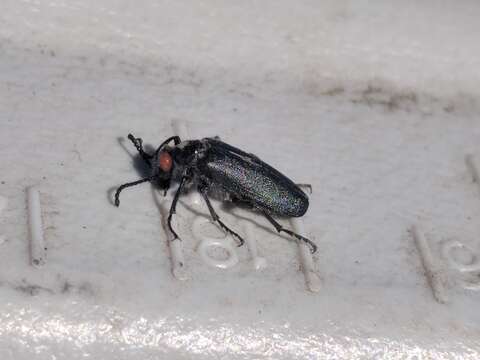 Image of Red-eared Blister Beetle