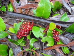 Image of Grevillea laurifolia Sieber ex Meissn.