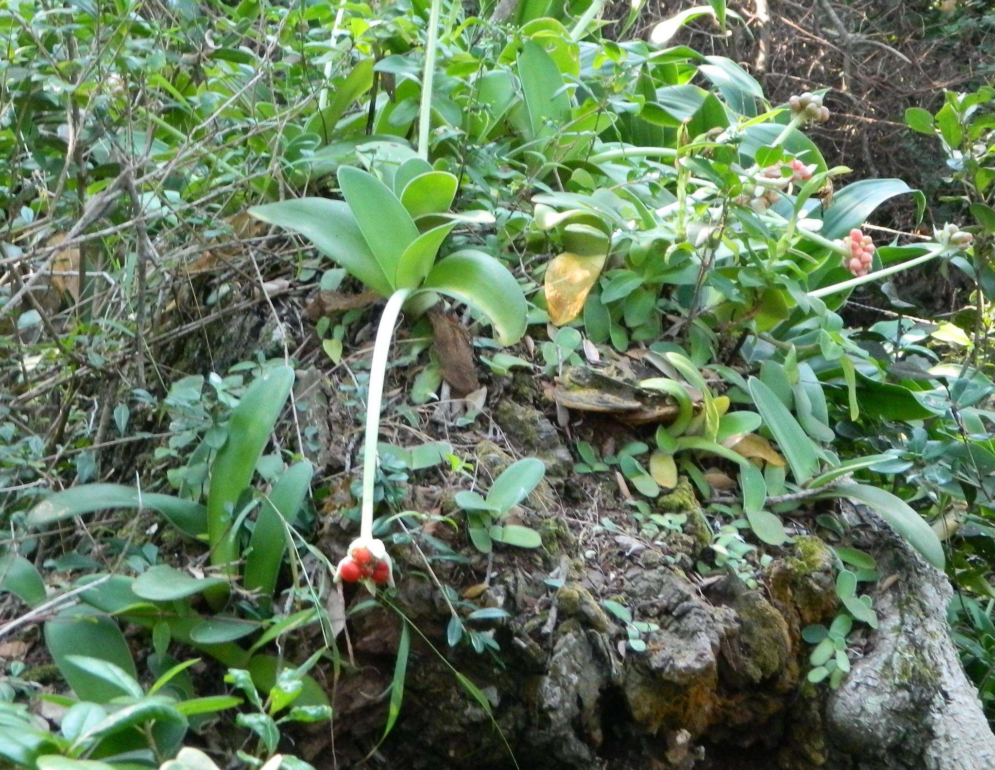 Image of Haemanthus albiflos Jacq.