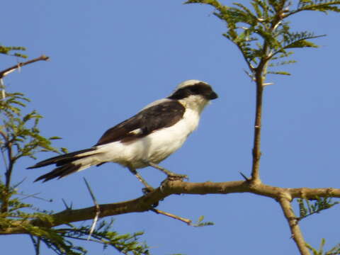 Image of Grey-backed Fiscal