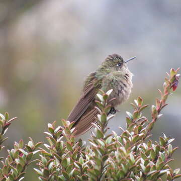 Image of Bronze-tailed Thornbill