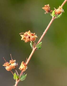 Sivun Erica thimifolia Wendl. kuva