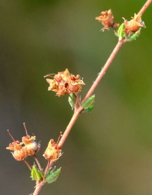 Sivun Erica thimifolia Wendl. kuva