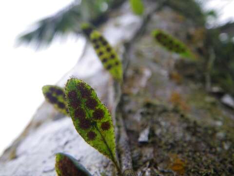 Image of hairy snakefern