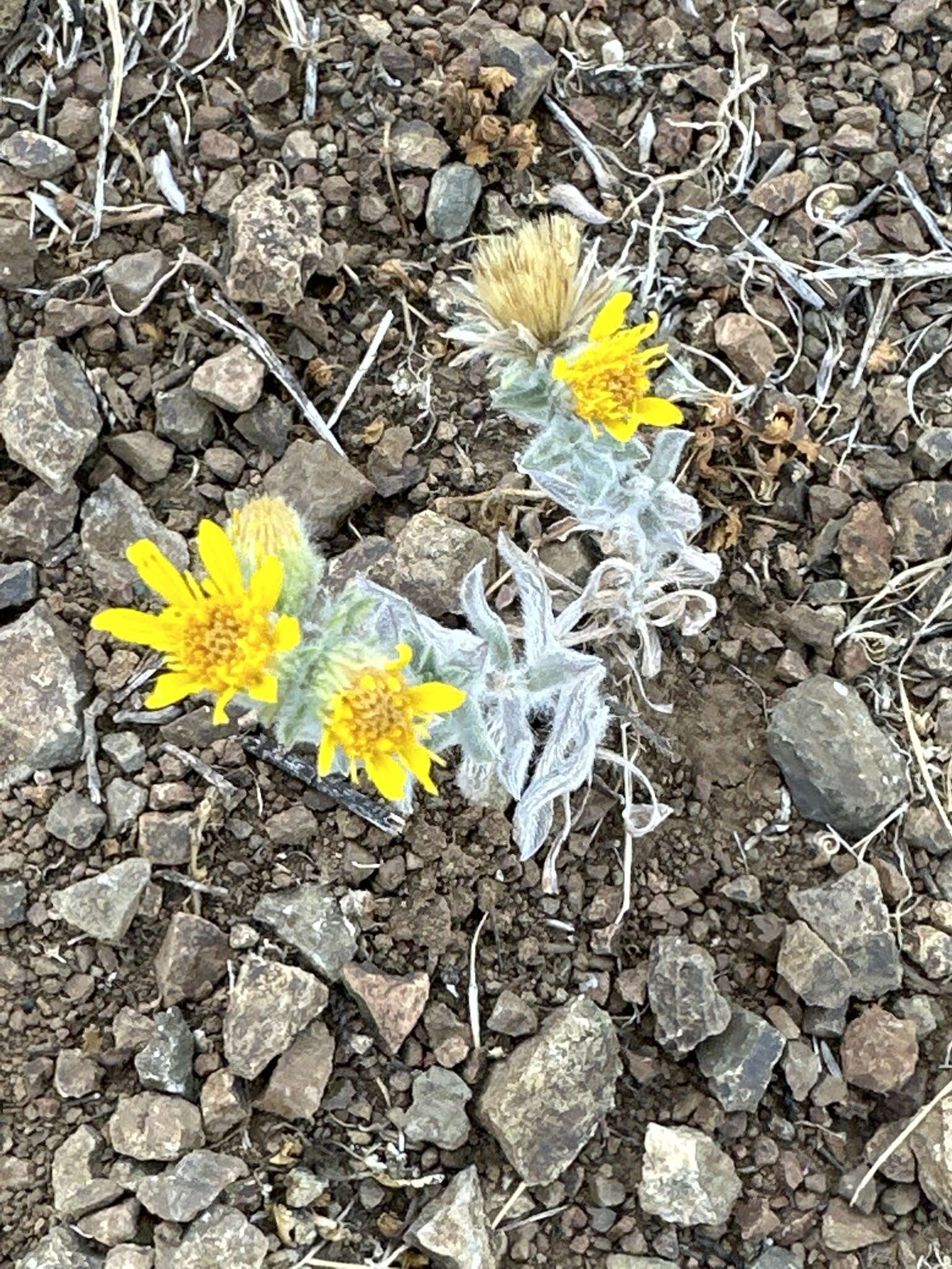 Image of sessileflower false goldenaster