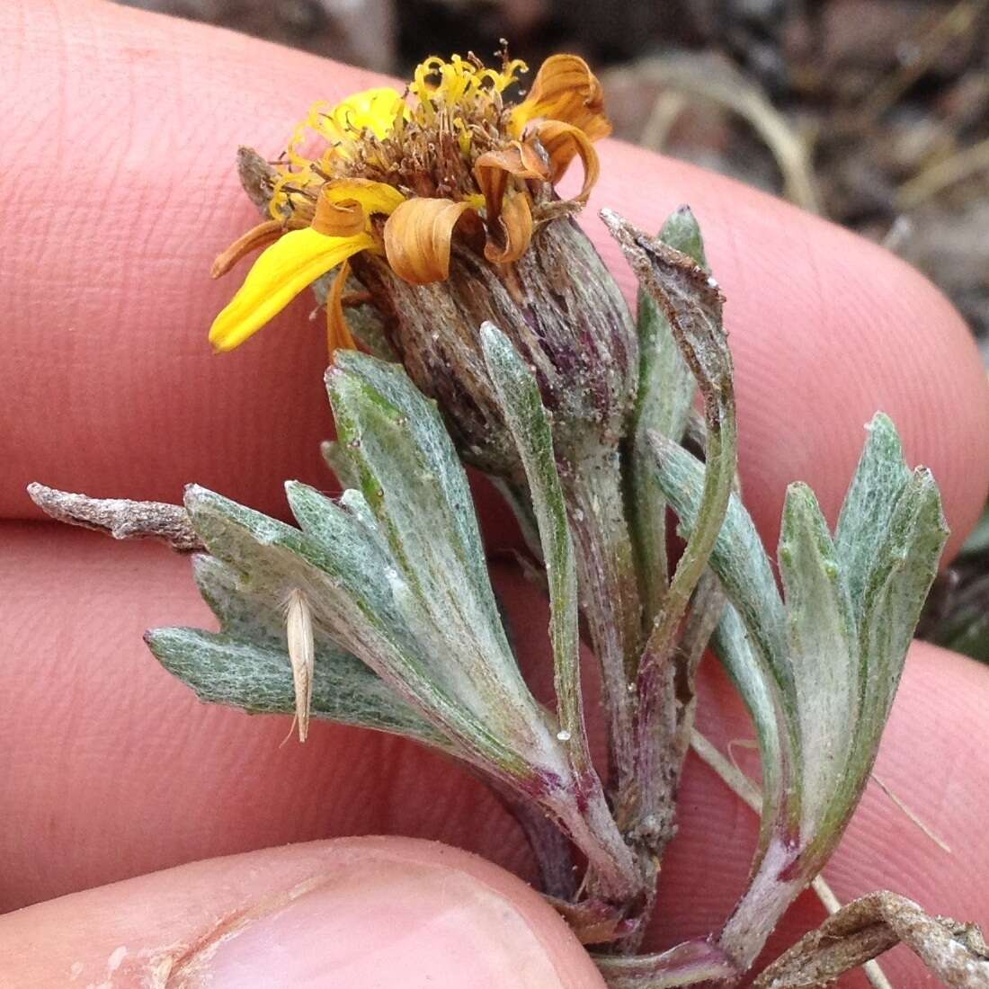 Image of Senecio procumbens Kunth