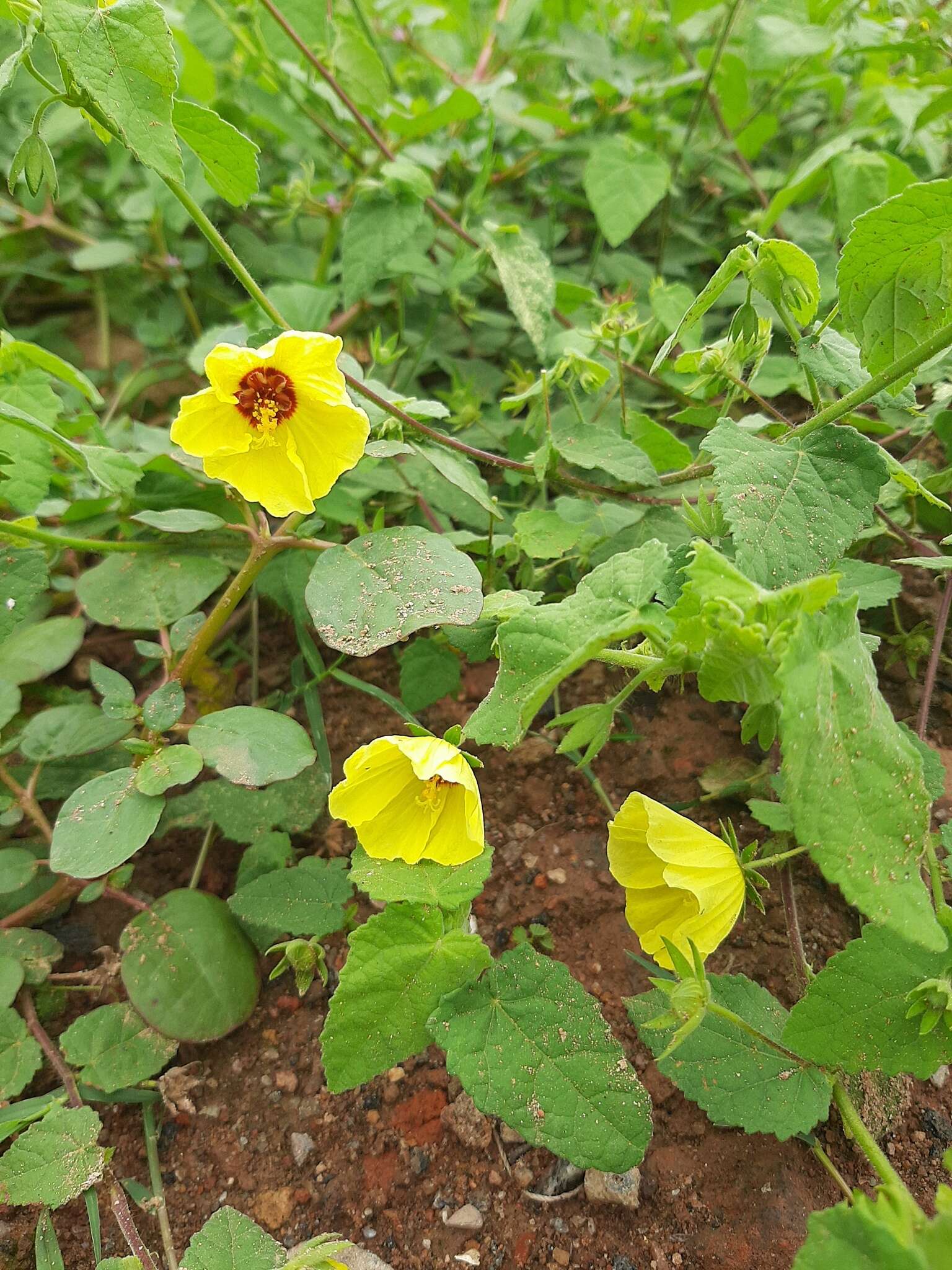 Sivun Pavonia sidifolia Kunth kuva