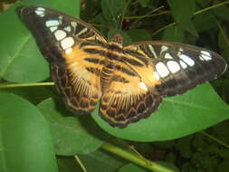 Imagem de Parthenos sylvia