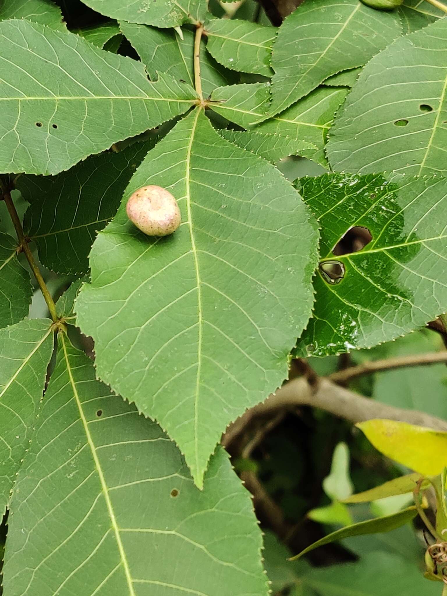 Image of Phylloxera conica (Shimer 1869)