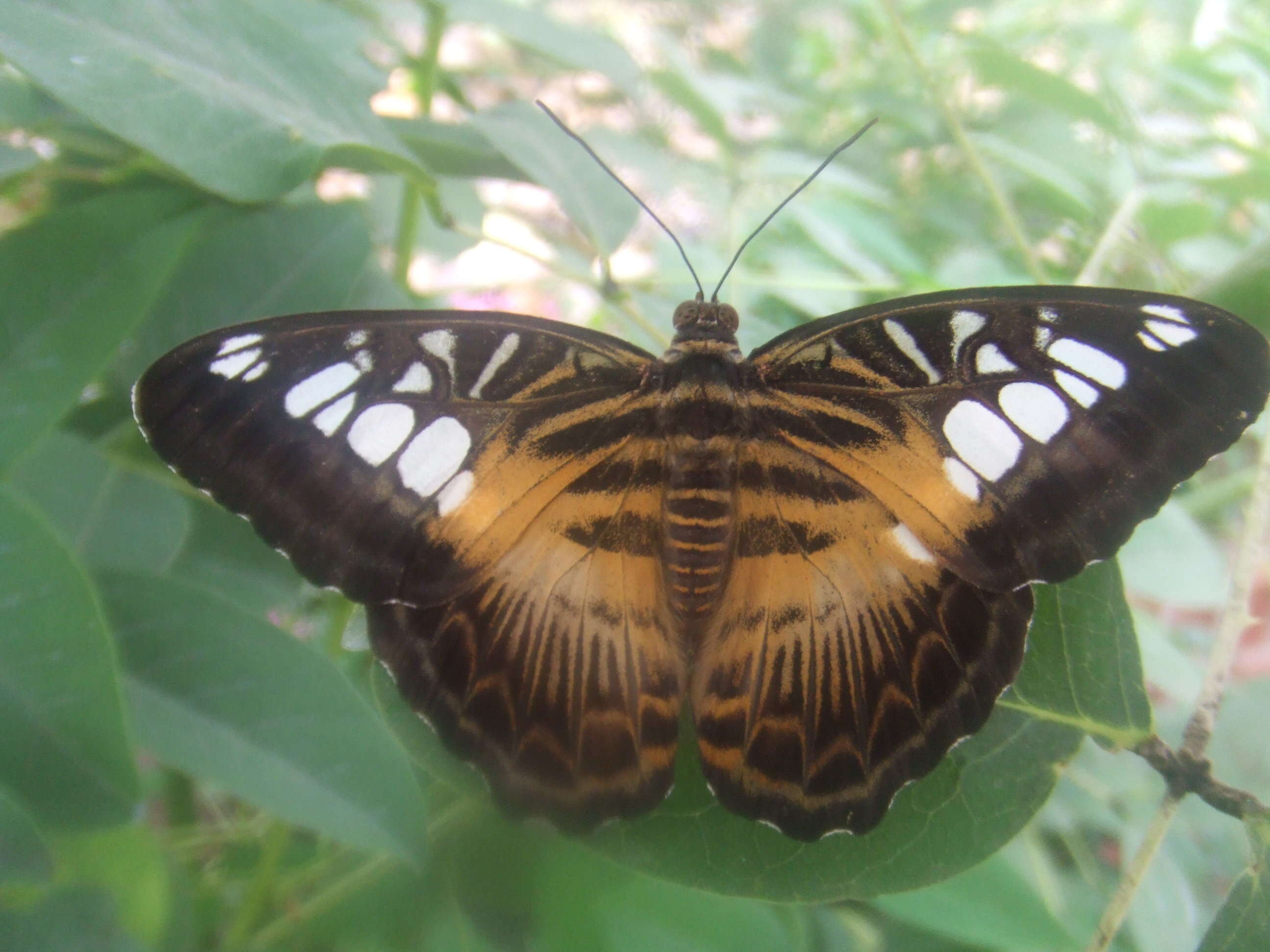 Imagem de Parthenos sylvia