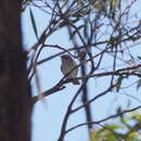 Image of Black-eared Cuckoo