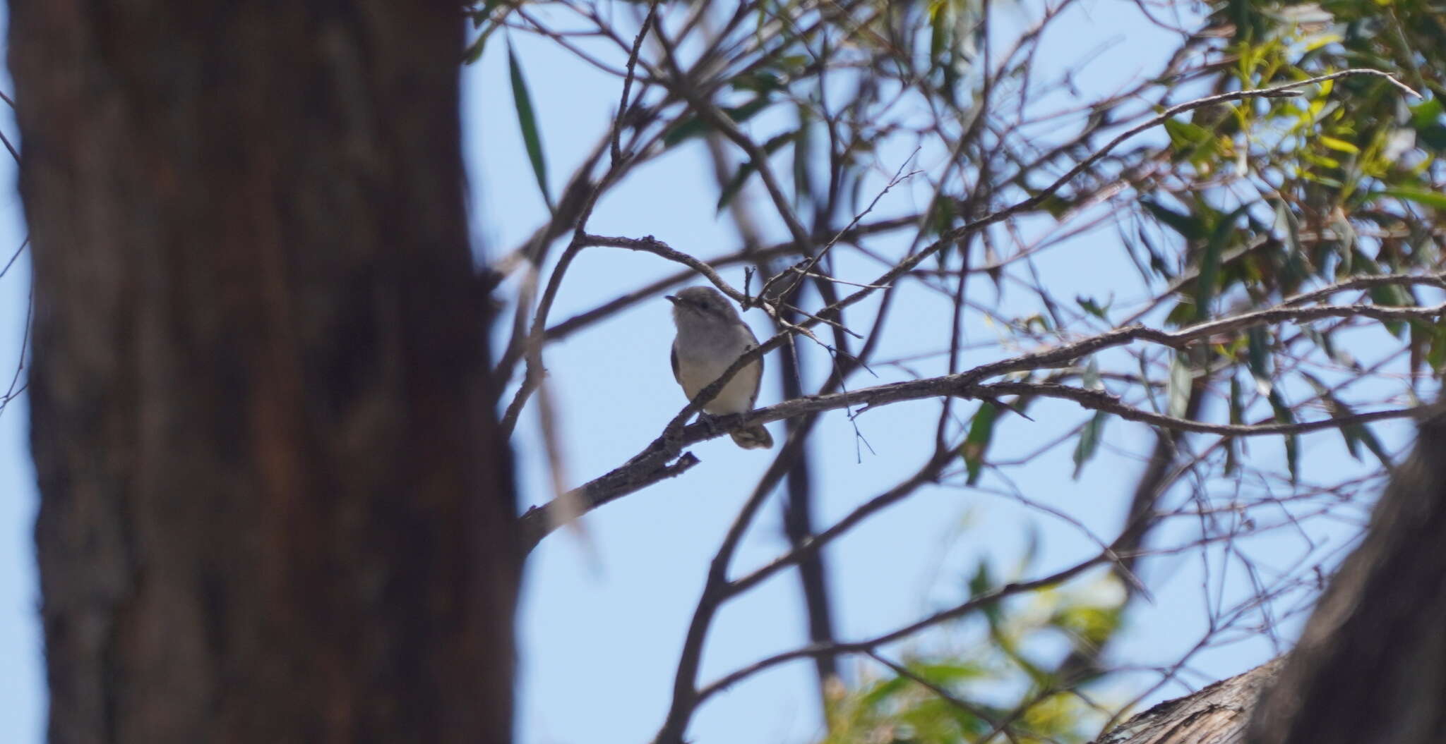 Image of Black-eared Cuckoo