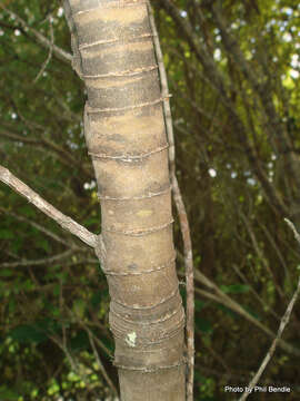 Image de Veronica salicifolia G. Forster