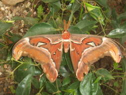 Image de Attacus atlas (Linnaeus 1758)