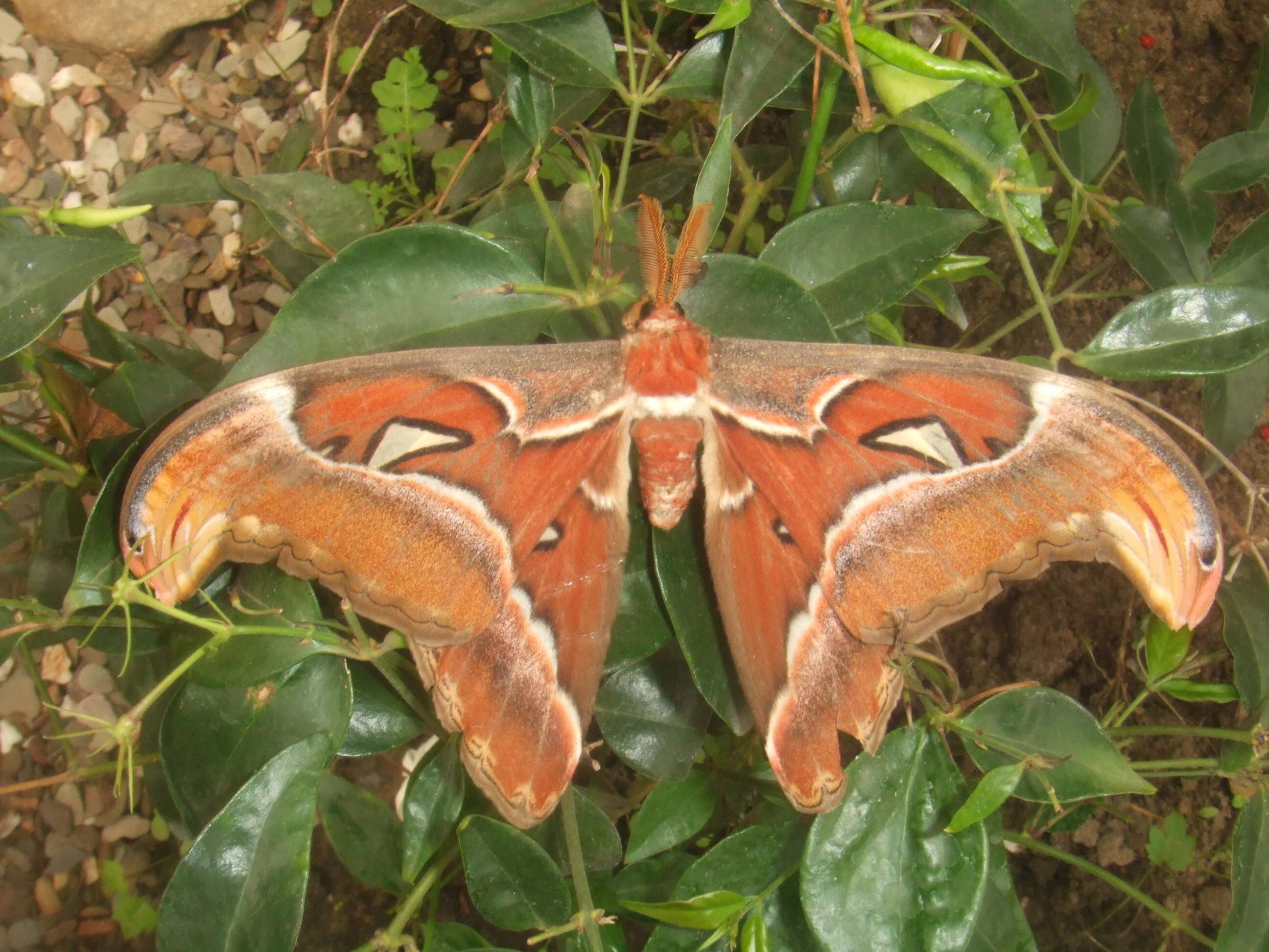 Image de Attacus atlas (Linnaeus 1758)