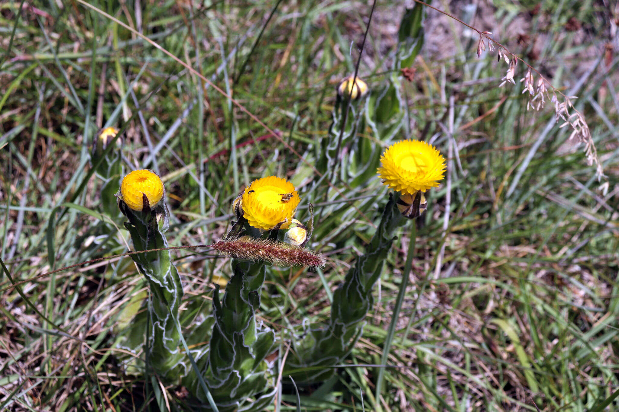 Image of Bright Yellow Everlasting