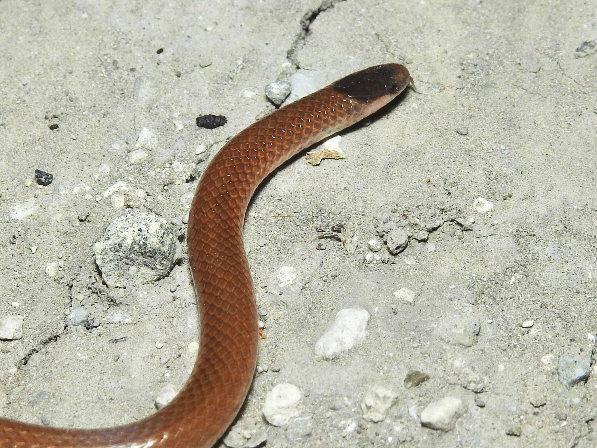 Image of Mexican Blackhead Snake