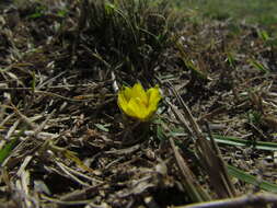 صورة Zephyranthes filifolia Herb. ex Kraenzl.