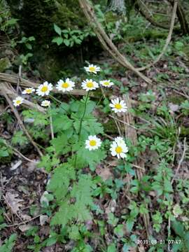 Image of Tanacetum partheniifolium (Willd.) Sch. Bip.