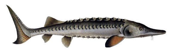 Image of Atlantic Sturgeon