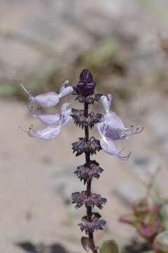 Image de Plectranthus pentheri (Gürke) van Jaarsv. & T. J. Edwards