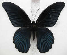 Sivun Papilio memnon Linnaeus 1758 kuva