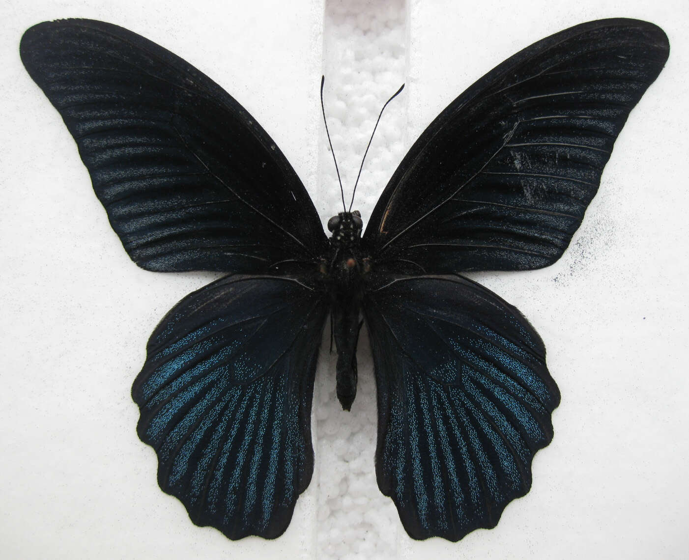 Sivun Papilio memnon Linnaeus 1758 kuva