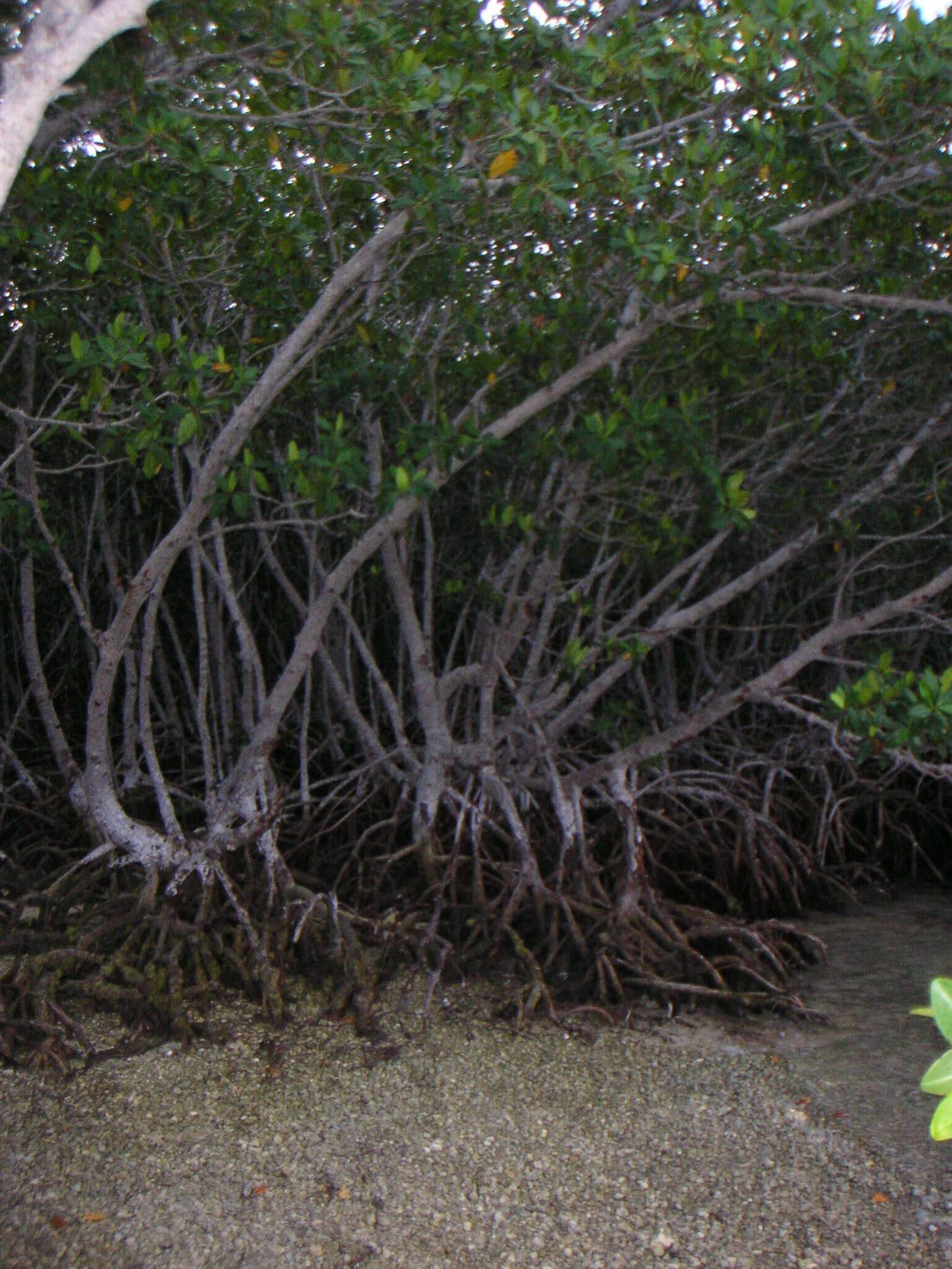 Image of red mangrove