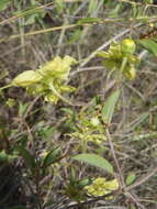 Image of Sphedamnocarpus galphimiifolius (Juss.) Szyszyl.
