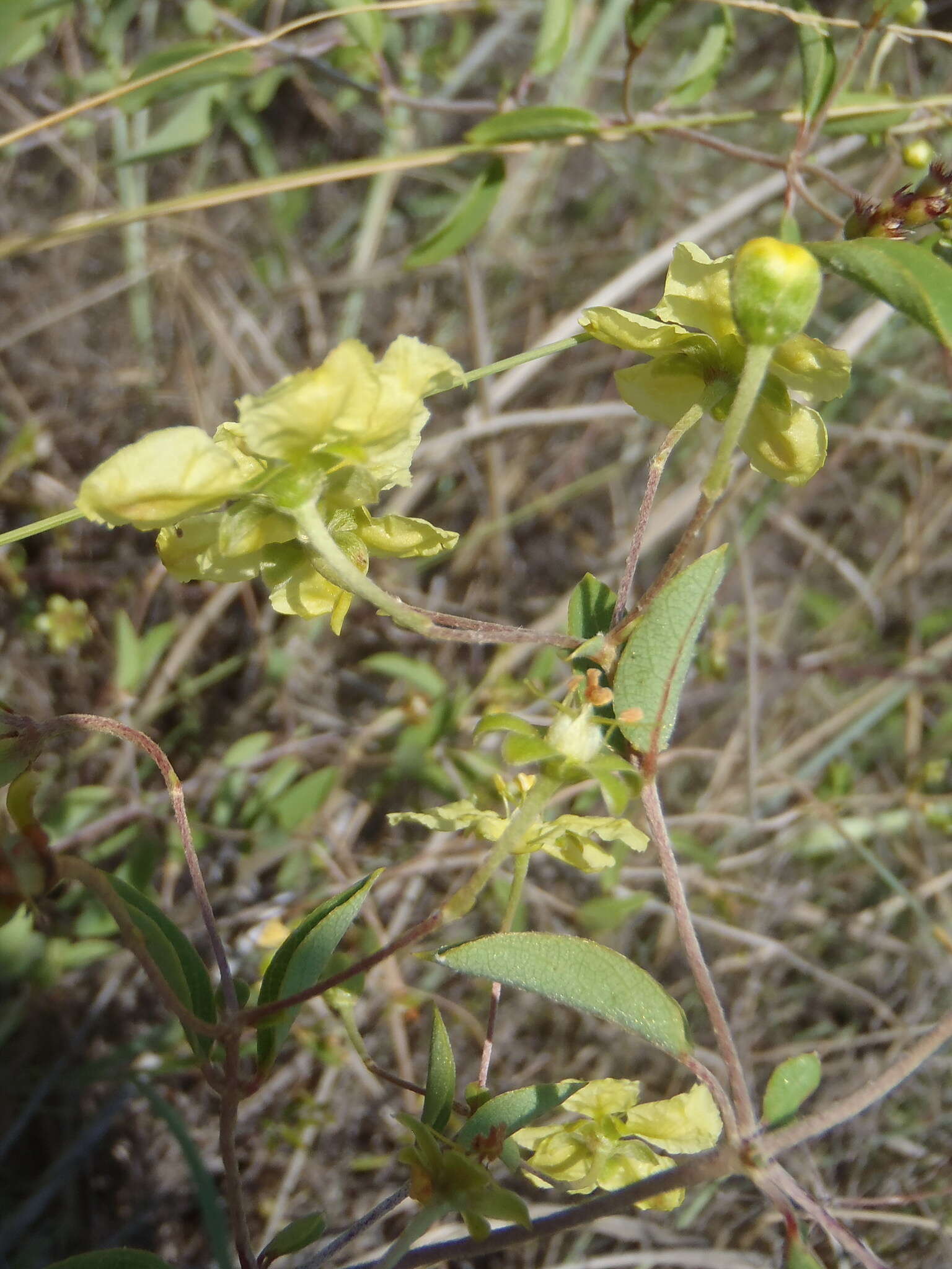 صورة Sphedamnocarpus galphimiifolius (Juss.) Szyszyl.