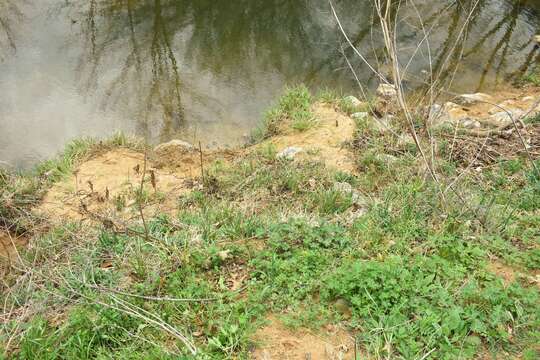 Corydalis curvisiliqua subsp. occidentalis (Engelm. ex A. Gray) W. A. Weber resmi