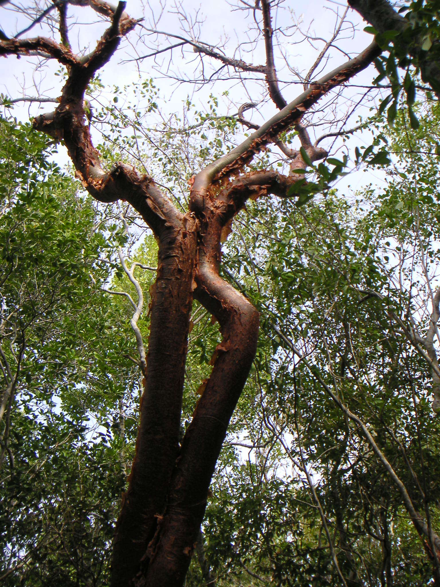 Image of gumbo limbo