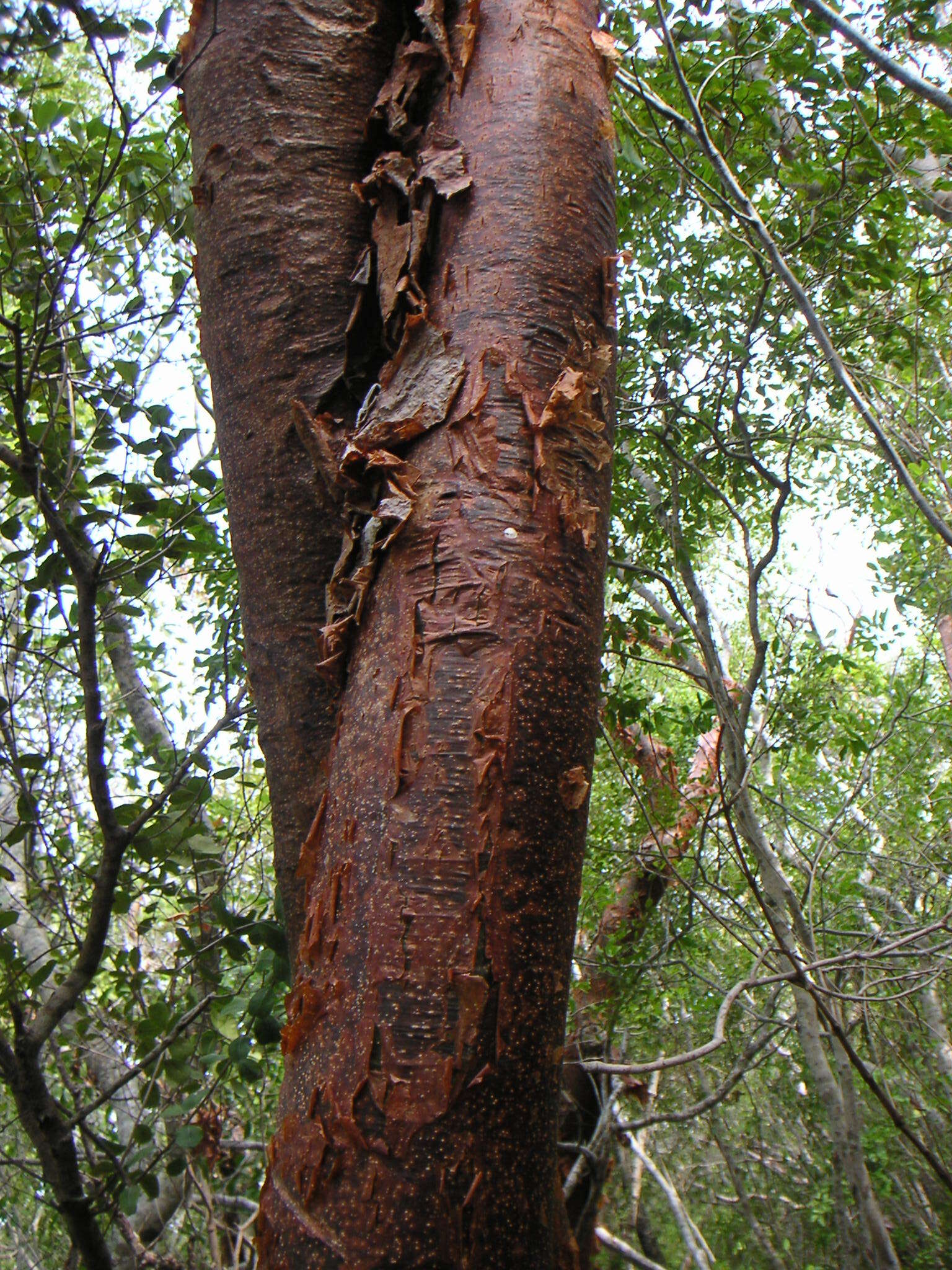 Image of gumbo limbo