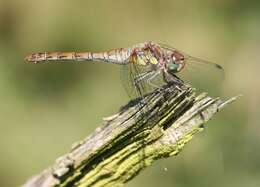 Image of Common Darter