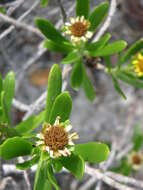 صورة Borrichia