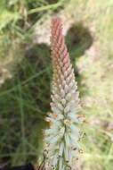 Image of Kniphofia buchananii Baker